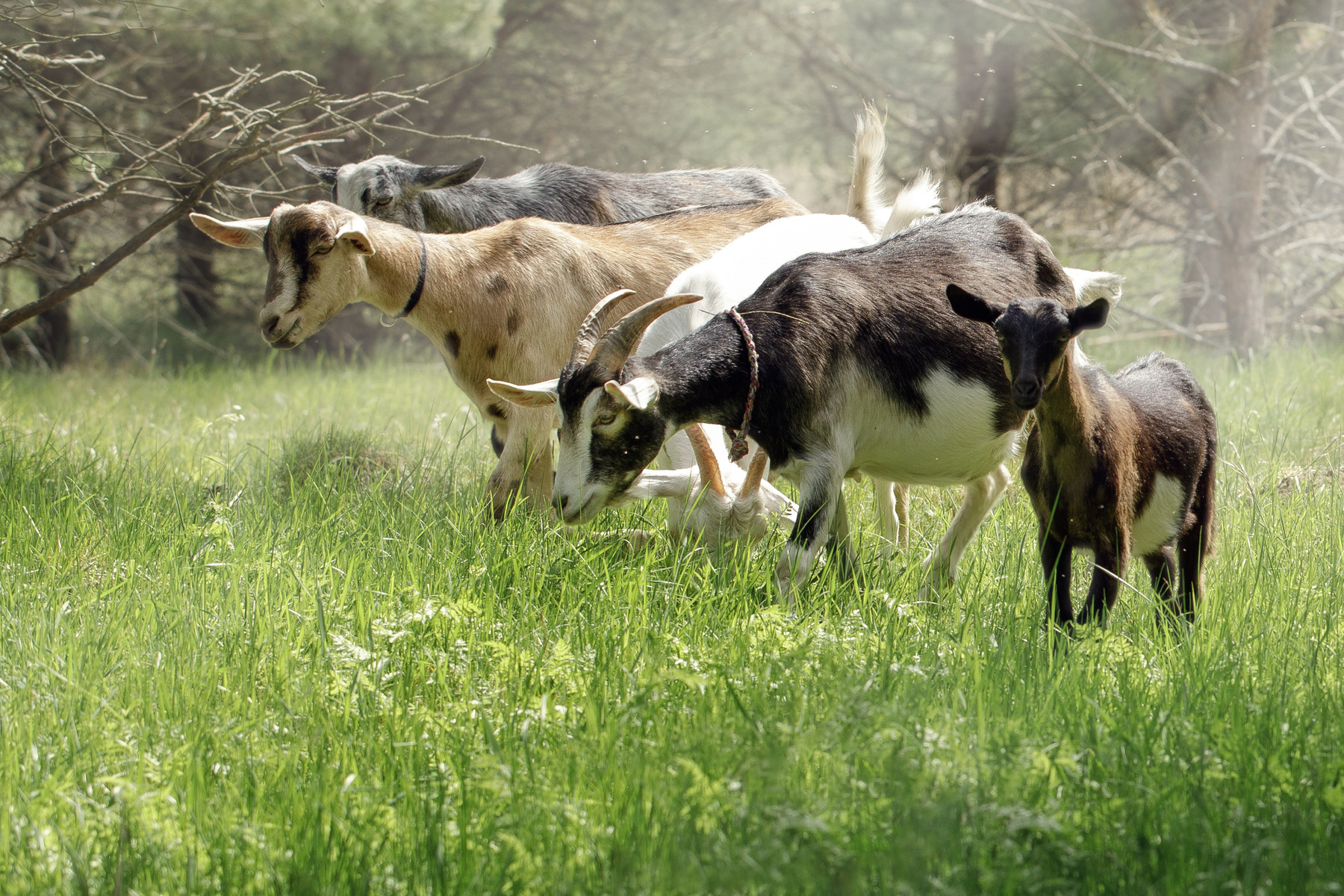 Prevent Heat Stress in Goats